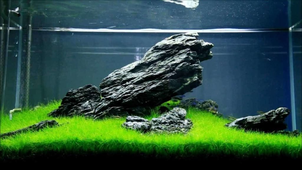 aquascaping-guide