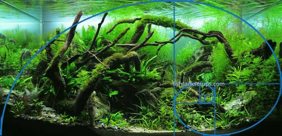 aquascaping-golden-ratio
