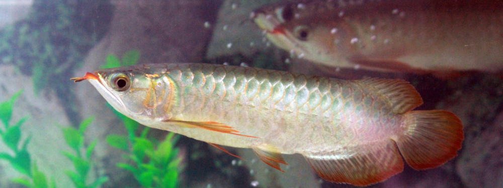 arowana-fish-care