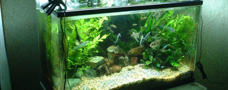 freshwater-aquarium-setup