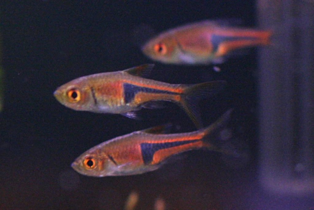 harlequin-tetra-fish