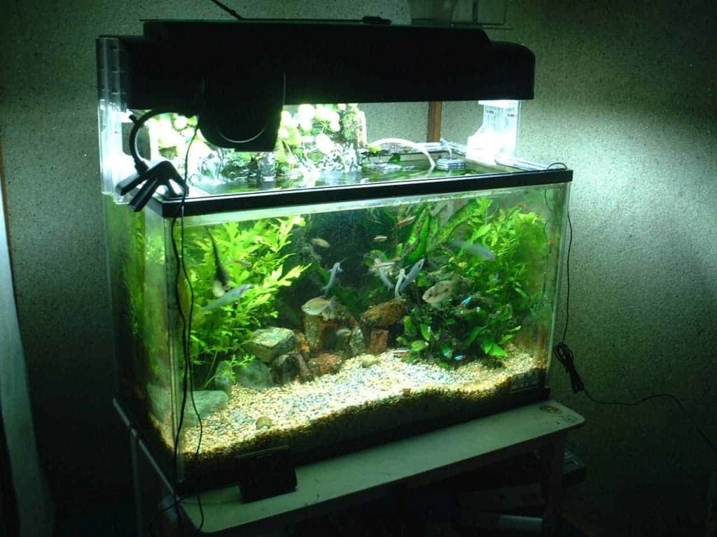 how-to-setup-a-fish-tank