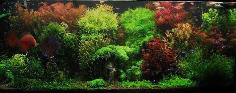 planted-aquarium-setup-by-shay-fertig