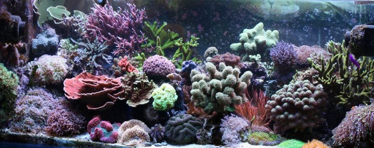 saltwater-reef-aquarium-setup