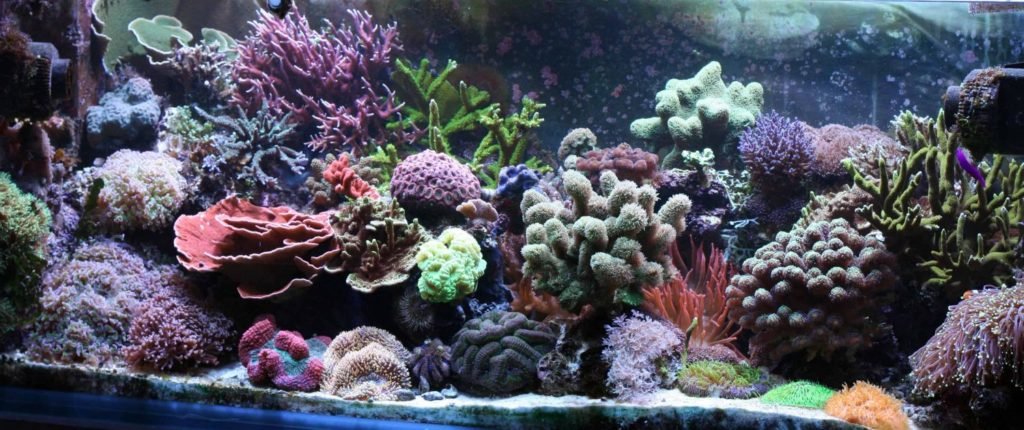 reef-fish-tank
