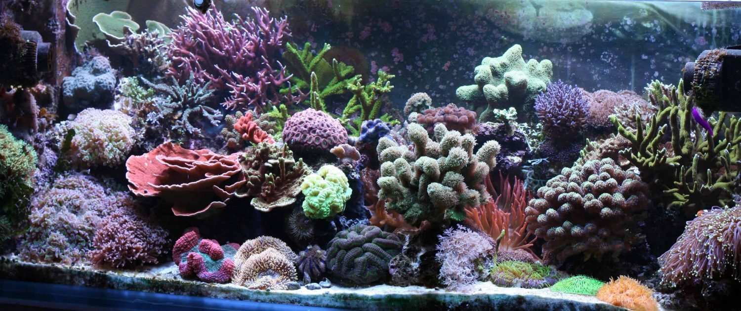 How Important Is Water Flow in a Reef Tank?