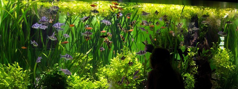 best-filters-for-large-aquariums