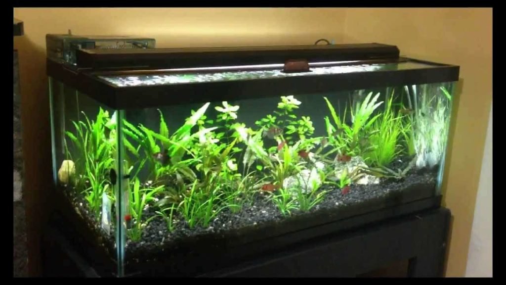 best-filter-for-20-gallon-aquarium