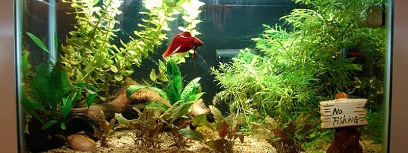 best-filter-for-small-aquariums