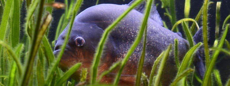 piranha-fish