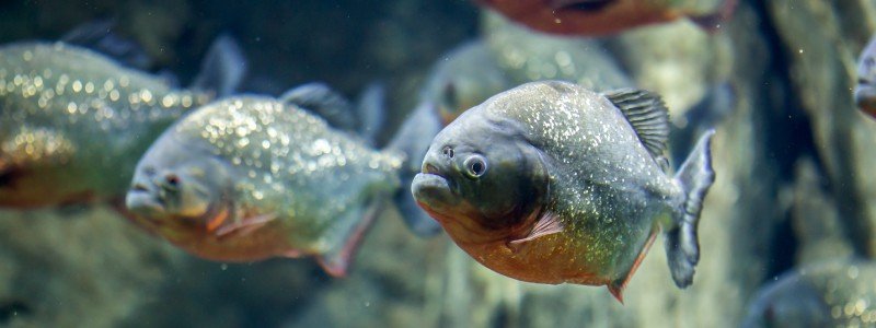Piranha Care: Lifespan, Tank Mates, Diet, & Health