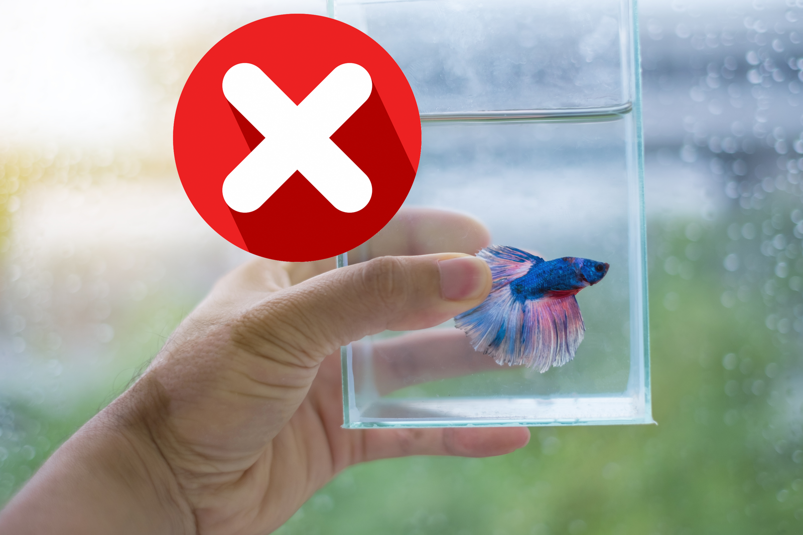 Why Are Betta Fish Bowls Cruel?
