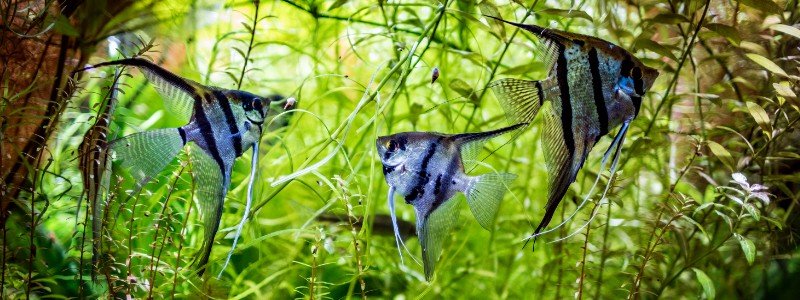 Angelfish Care: Lifespan, Tank Mates, Diet, & Health