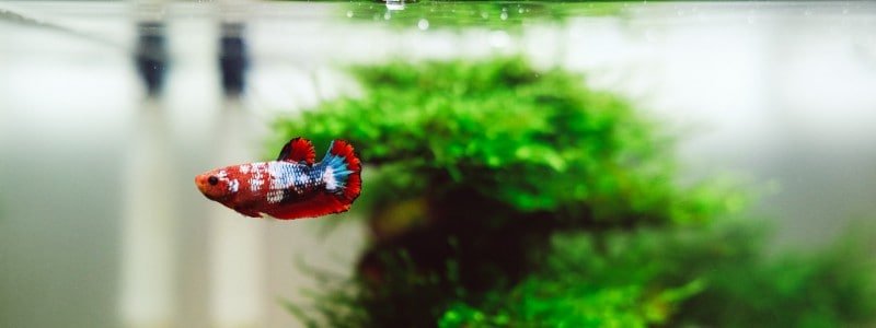 Best Betta Fish Tanks for a Healthy & Happy Pet