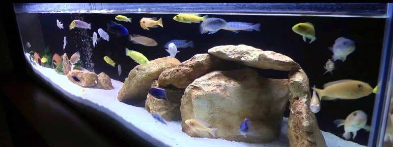 best-cichlid-food