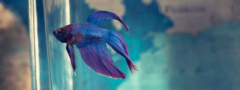 betta-fish-bowl