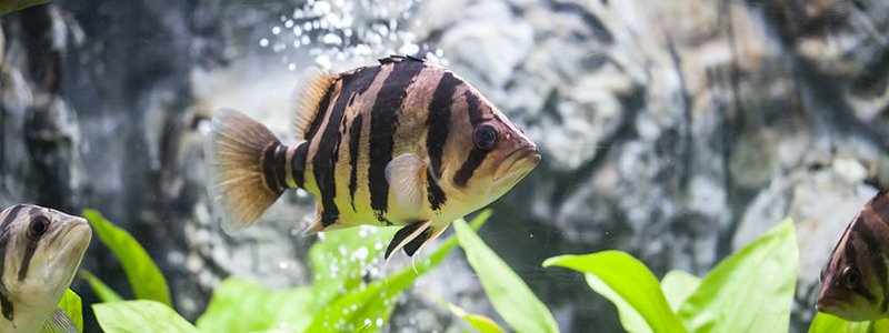 Datnoid Fish Care: Lifespan, Tank Mates, Diet, & Health