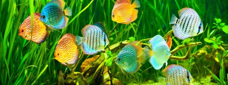 Discus Fish Care: Lifespan, Tank Mates, Diet, & Health