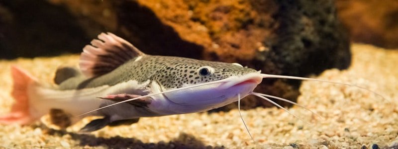 Red Tail Catfish Care: Lifespan, Tank Mates, Diet, & Health