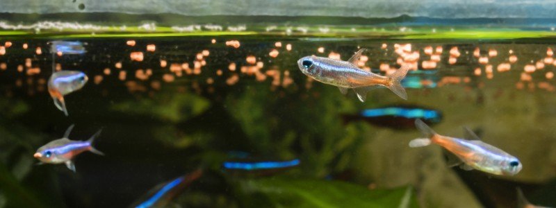 Best Tropical Fish Food