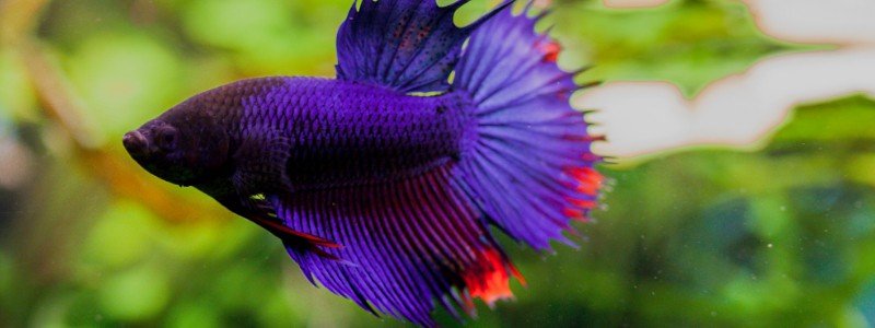 betta-fish-care