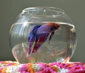 betta-fish-tank-size