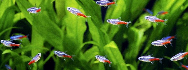 Neon Tetra Fish Care: Lifespan, Tank Mates, Diet, & Health