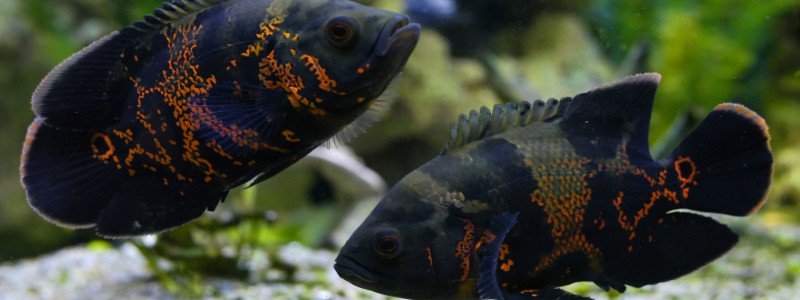 oscar-fish-care
