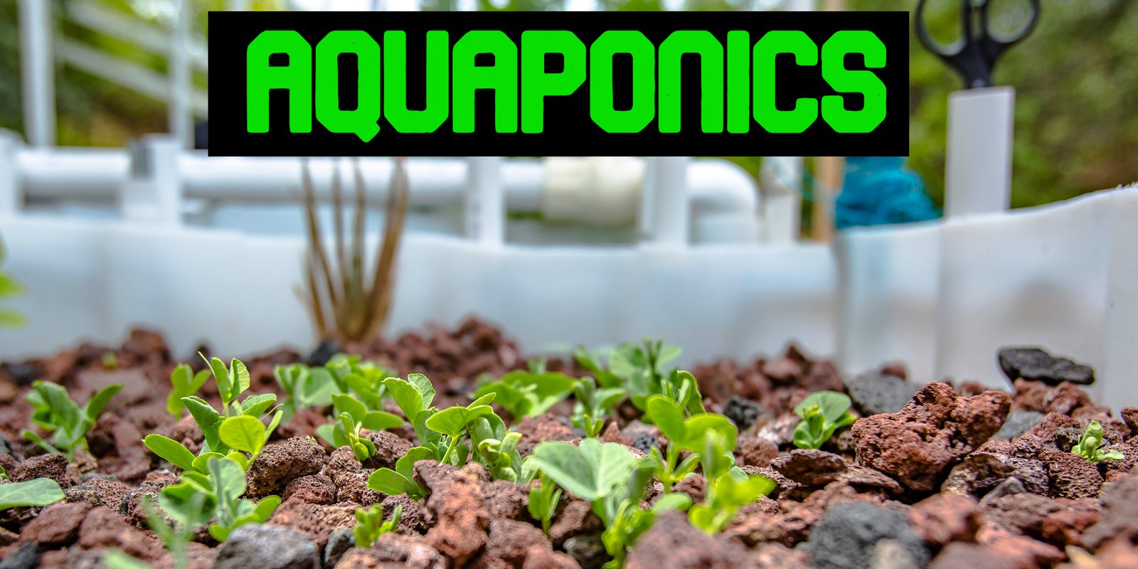 Aquaponics Fish Tank