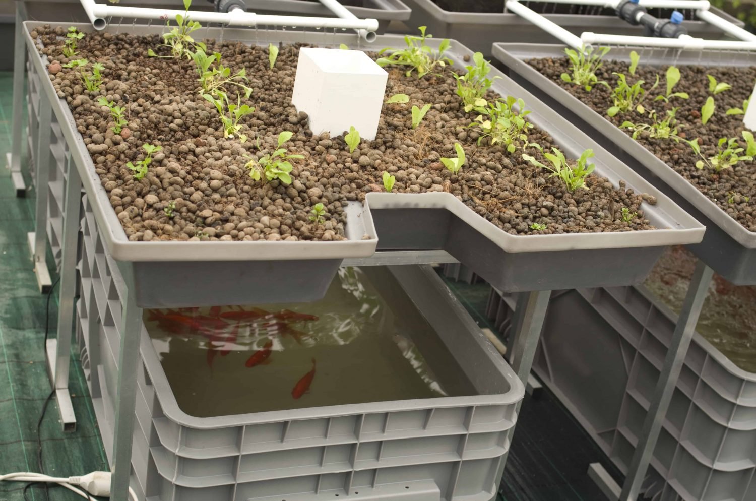 aquaponics