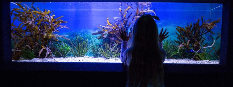 aquarium-battery-backup