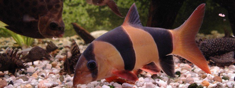 Clown Loach Care: Lifespan, Tank Mates, Diet, & Health