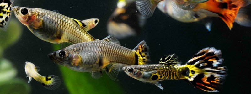 guppy-fish-care