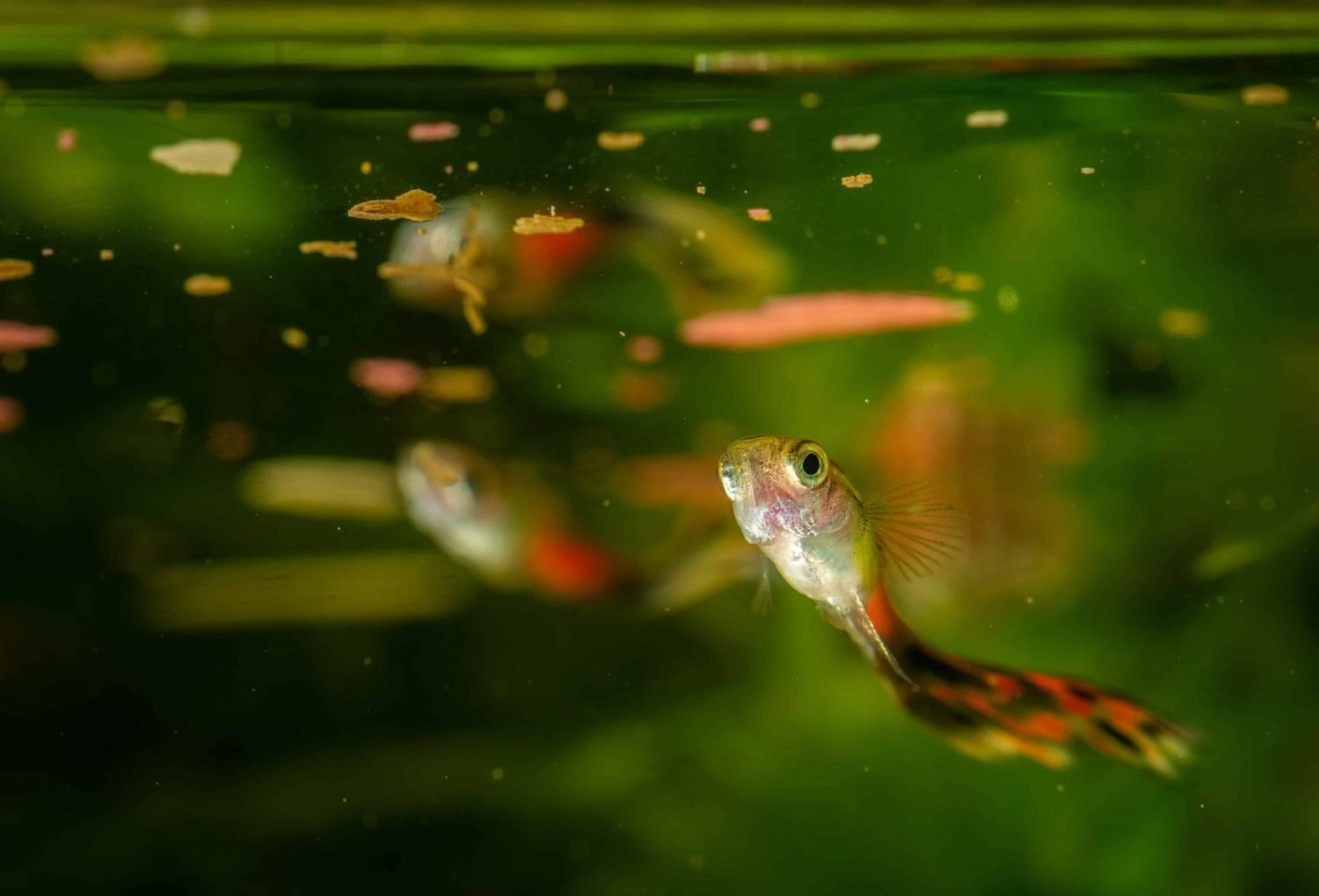 guppy-food