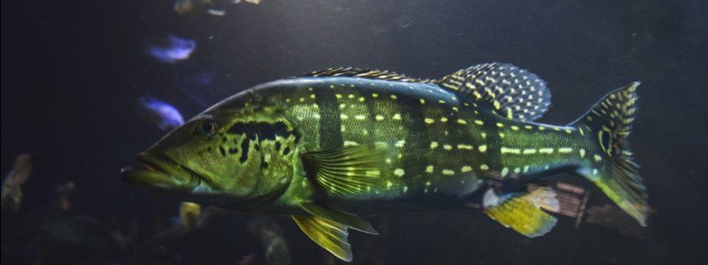 peacock-bass-care