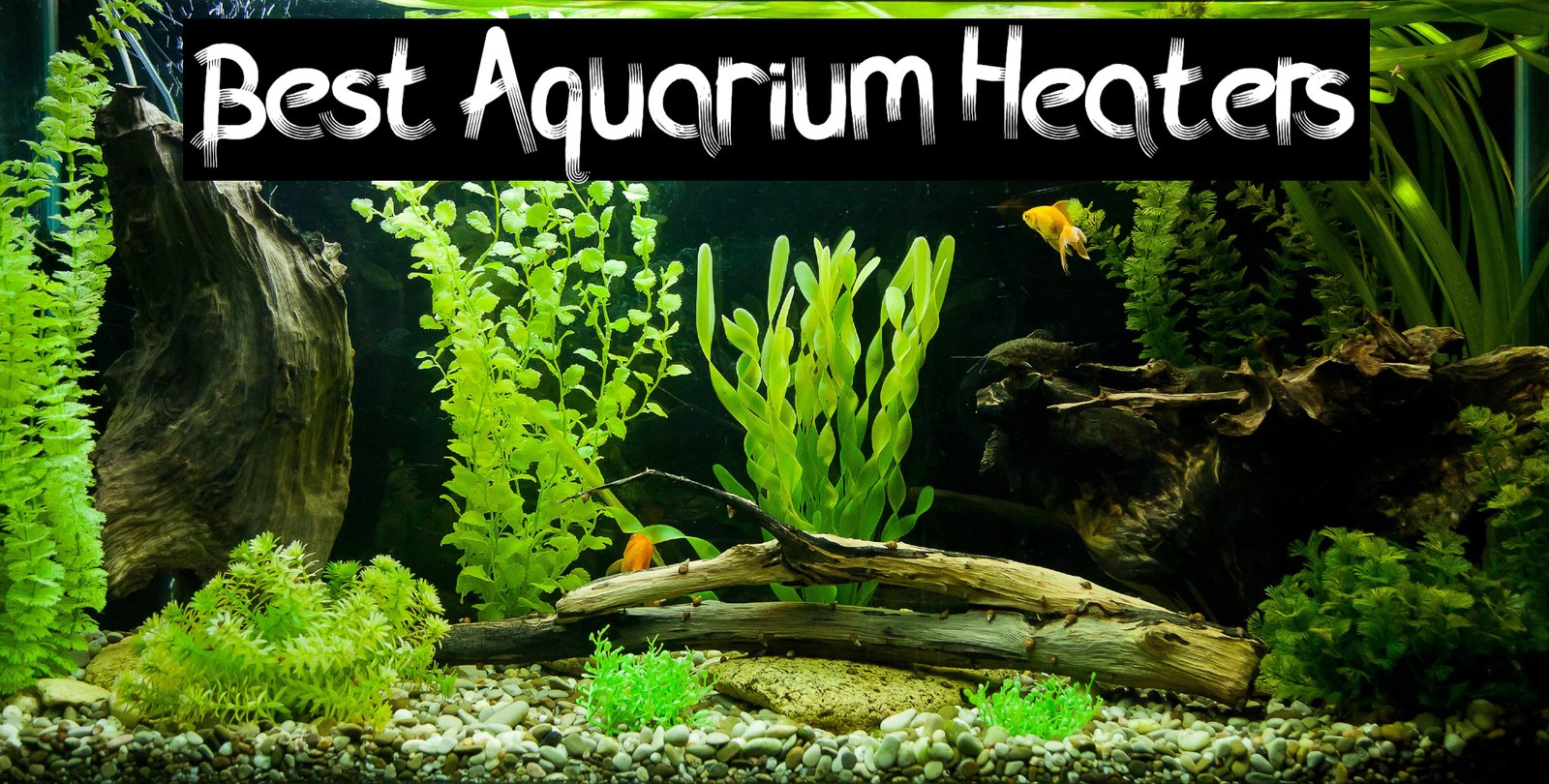 Best Aquarium Heaters – Buyer’s Guide