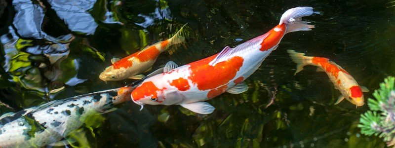 Koi Fish Care: Lifespan, Tank Mates, Diet, & Health