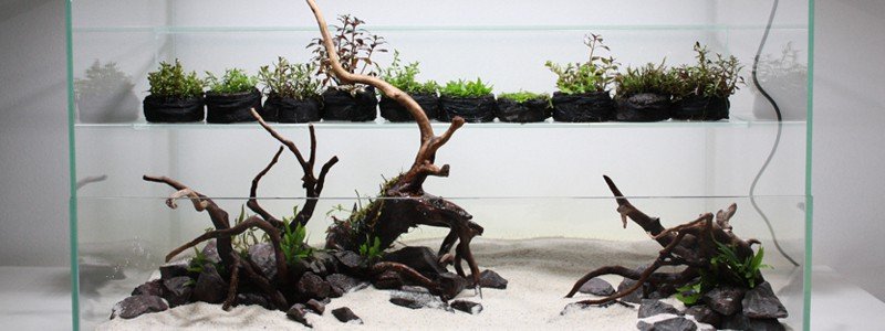 types-of-aquarium-driftwood