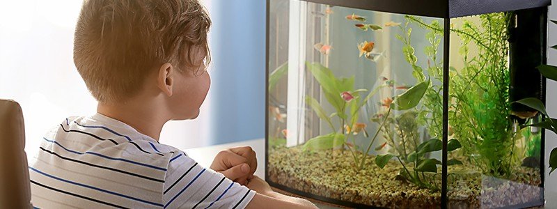 best-fish-tanks-for-kids