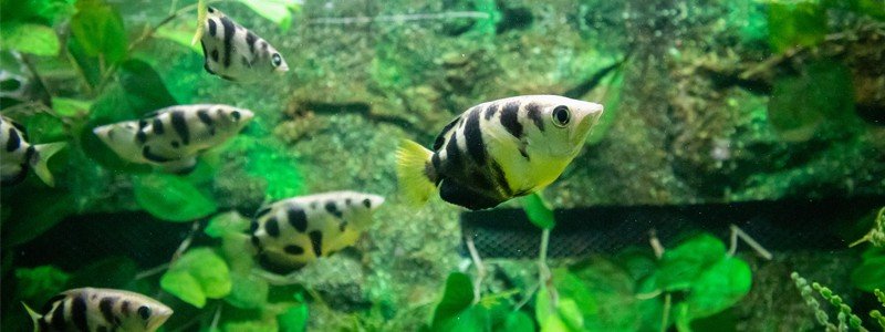 Archer Fish Care: Lifespan, Tank Mates, Diet, & Health