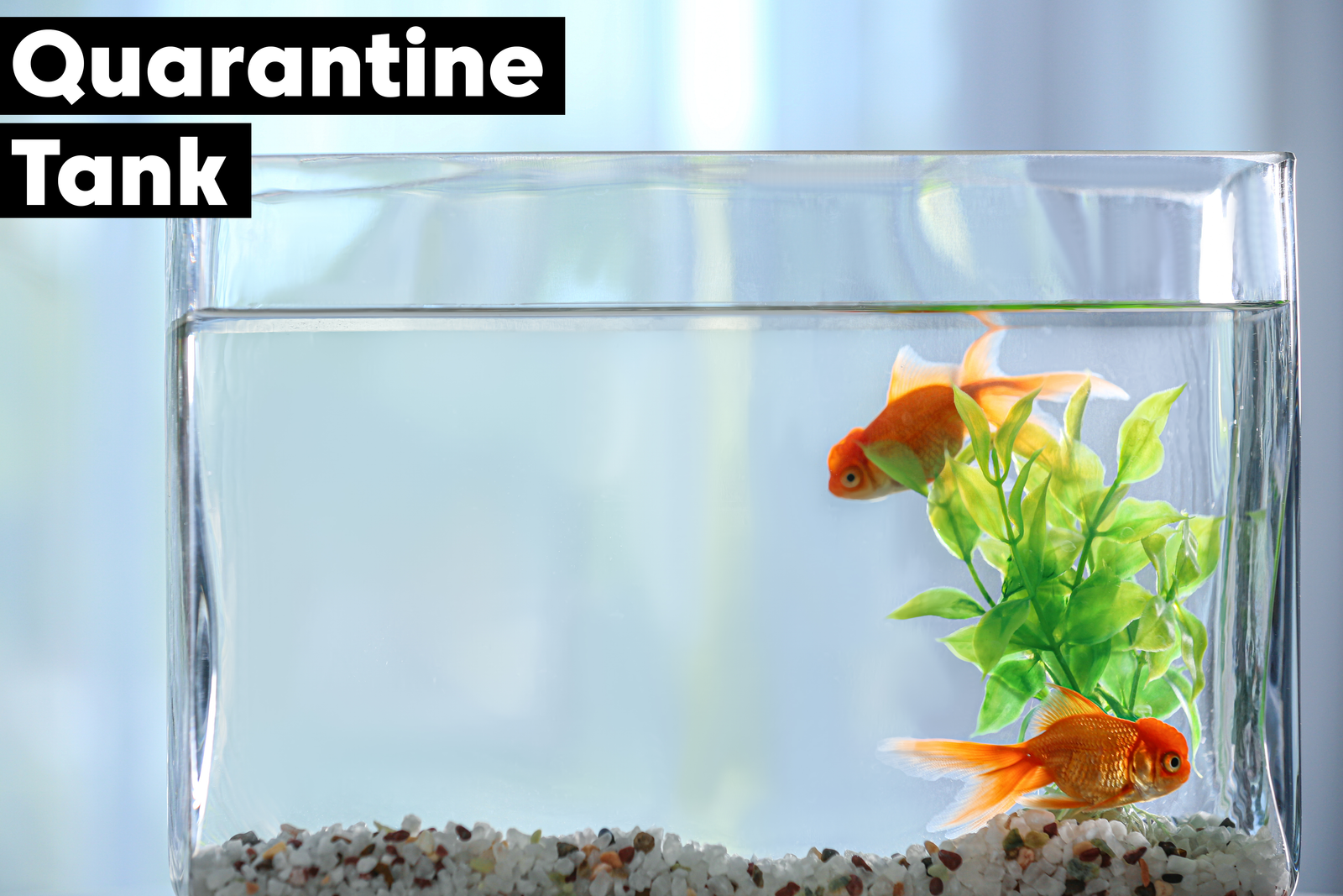 What Is a Fish Quarantine Tank