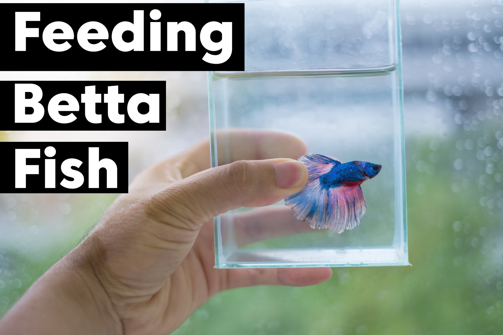 How Much Should You Feed A Betta Fish?