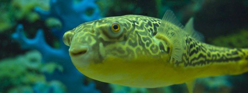 Fahaka Pufferfish Care: Lifespan, Tank Mates, Diet, & Health