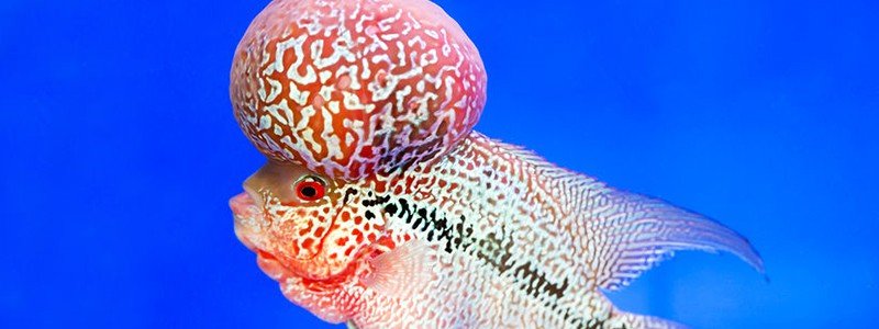 Flowerhorn Fish Care: Lifespan, Tank Mates, Diet, & Health