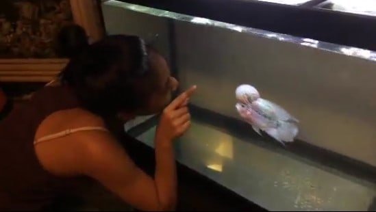 flowerhorn-tank-setup