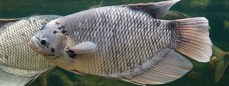 giant-gourami