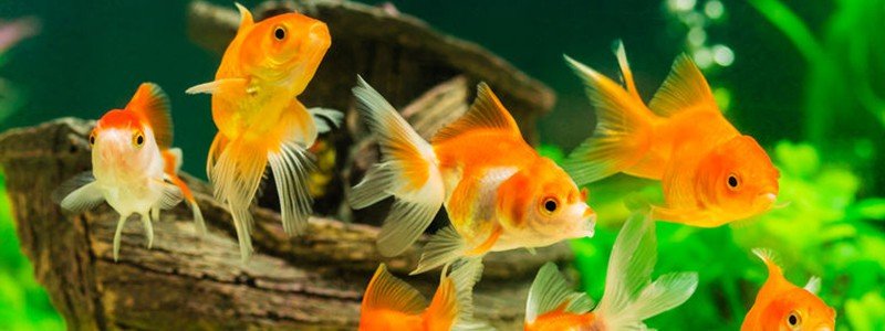 goldfish-care