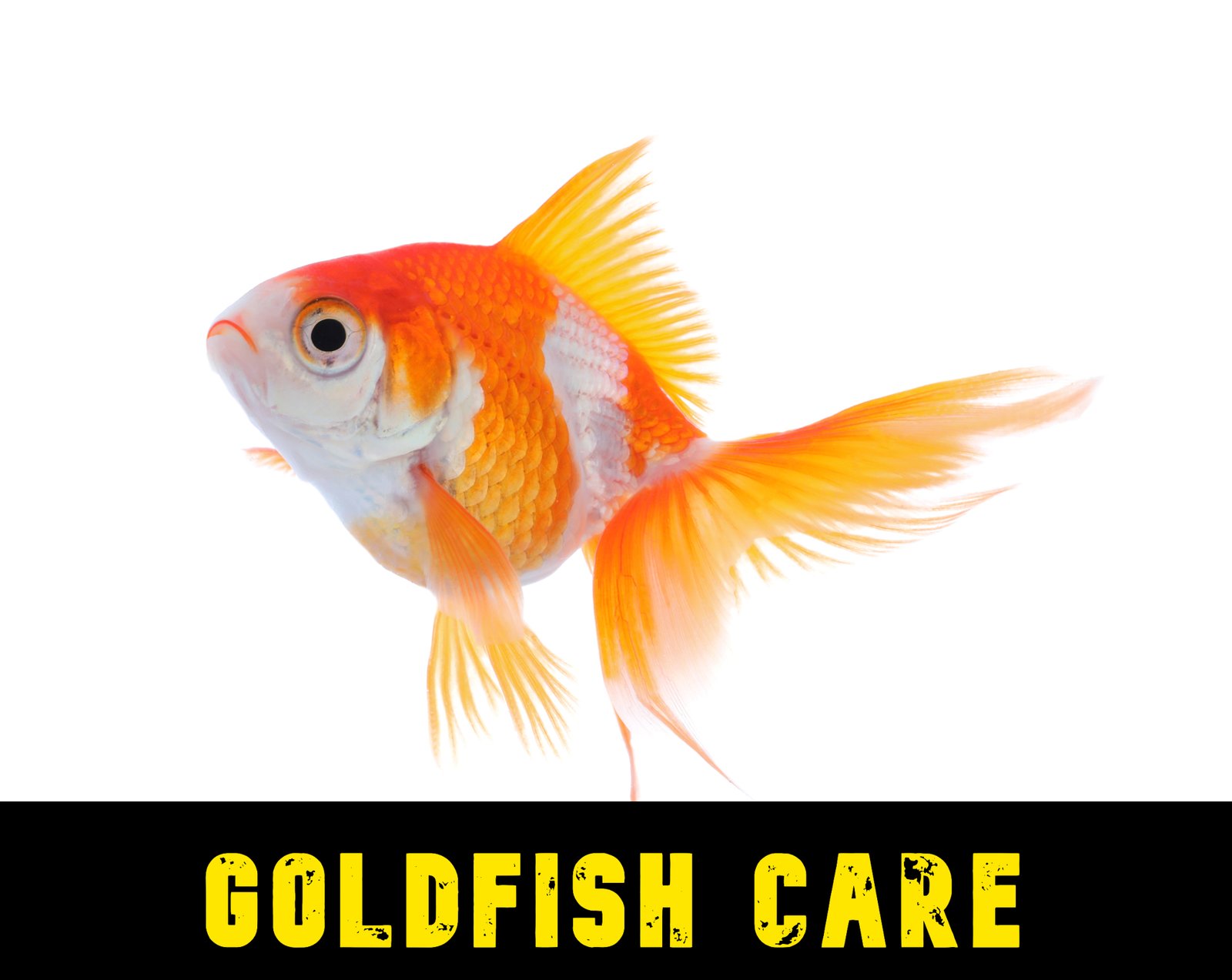 Common Goldfish Care: Lifespan, Tank Mates, Diet, & Health