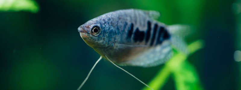 Gourami Fish Care: Lifespan, Tank Mates, Diet, & Health