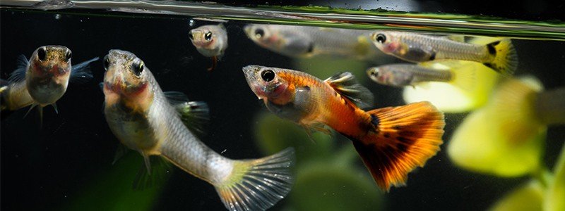 How do Guppies Mate?
